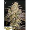 GREEN HOUSE - CLOUD WALKER FEM - 3 SEMI
