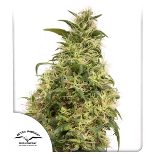 DUTCH PASSION -  THC VICTORY  FEMINIZED - 10 SEEDS