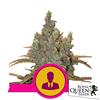 ROYAL QUEEN SEEDS - EL PATRON  FEM - 5 SEMI