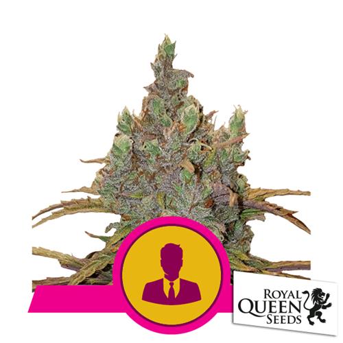 ROYAL QUEEN SEEDS - EL PATRON  FEM - 1 SEME