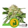 ROYAL QUEEN SEEDS - HULKBERRY AUTO - 1 SEME - USA PREMIUM 