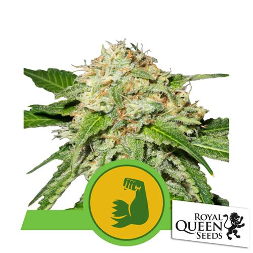 ROYAL QUEEN SEEDS - HULKBERRY AUTO - BULK 100 SEMI - USA PREMIUM 