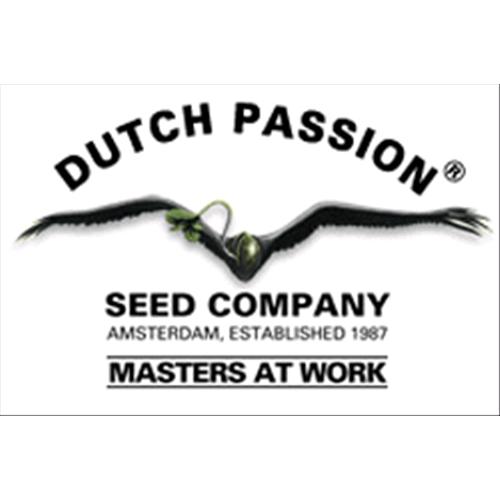 DUTCH PASSION - AUTOBLUEBERRY - 100 SEEDS