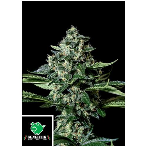 GENEHTIK - GORILA BILBO - 1 SEED