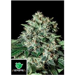GENEHTIK - GORILA BILBO - 1 SEED