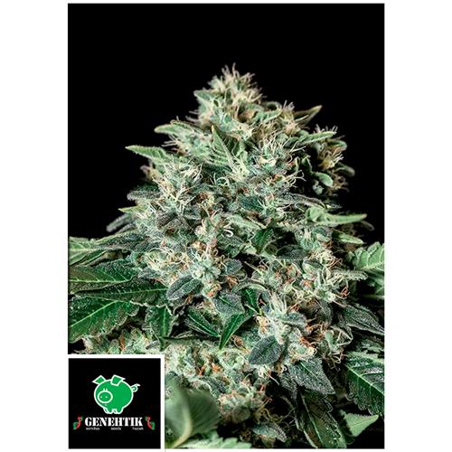 GENEHTIK - GORILA BILBO - 1 SEED