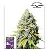 SUPER SATIVA SEED CLUB - KOSHER HAZE - 8 SEMI