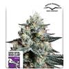 SUPER SATIVA SEED CLUB - LAVA FREEZE - 8 SEMI