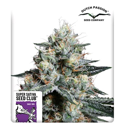 SUPER SATIVA SEED CLUB - LAVA FREEZE - 8 SEEDS