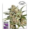 SUPER SATIVA SEED CLUB - SUPER MAD SKY FLOATER - 8 SEMI