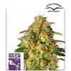 SUPER SATIVA SEED CLUB - TNT TRICHOME - 8 SEMI