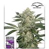 SUPER SATIVA SEED CLUB - CREAMY KEES - REGOLARE -  12 SEMI