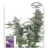 SUPER SATIVA SEED CLUB - CREEPER - REGOLARE -  12 SEMI