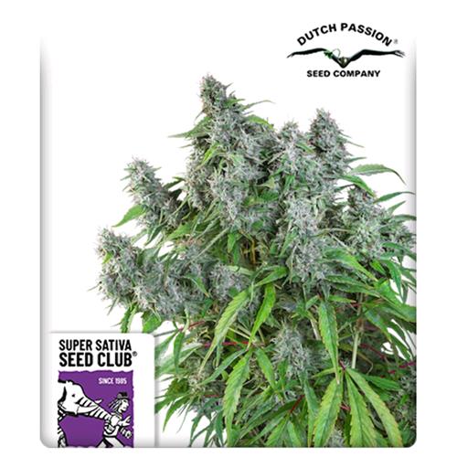 SUPER SATIVA SEED CLUB - FROSTY FRIDAY - REGULAR - 12 SEEDS