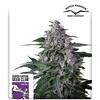 SUPER SATIVA SEED CLUB - KAREL'S HAZE - REGOLARE -  12 SEMI