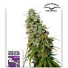 SUPER SATIVA SEED CLUB - KEES' OLD SCHOOL  HAZE - REGOLARE -  12 SEMI