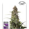 SUPER SATIVA SEED CLUB - PRIMA HOLANDICA - REGOLARE -  12 SEMI
