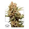 DUTCH PASSION - CBG-FORCE FEM - 5  SEMI