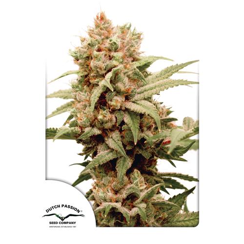 DUTCH PASSION - CBG-FORCE FEM - 5 SEEDS