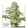 DUTCH PASSION - AUTO POWER PLANT - 3 SEEDS