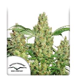 DUTCH PASSION - AUTO POWER PLANT - 7 SEEDS