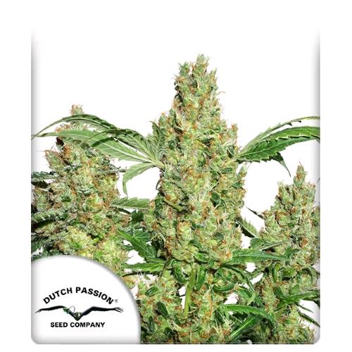 DUTCH PASSION - AUTO POWER PLANT - 7 SEEDS