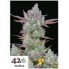 FAST BUDS - GORILLA COOKIES AUTO - 3 SEEDS