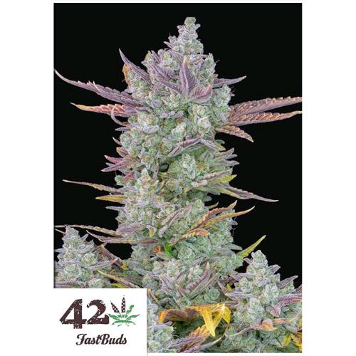 FAST BUDS - GORILLA COOKIES AUTO - 1 SEED