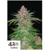 FAST BUDS - STRAWBERRY PIE AUTO - 3 SEMI 