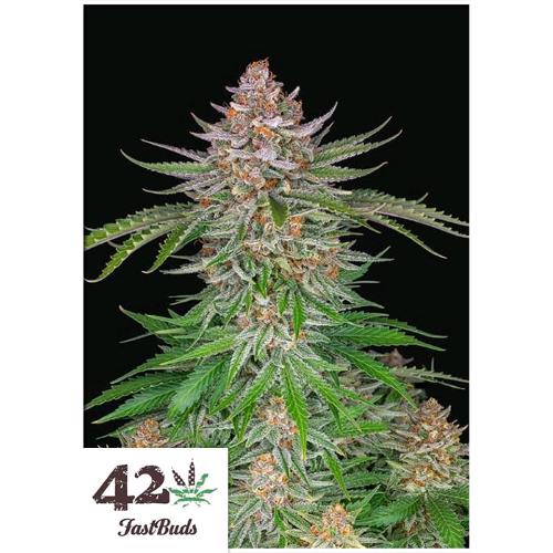 FAST BUDS - STRAWBERRY PIE AUTO - 50 SEEDS