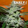 DELICIOUS SEEDS - UNKNOWN KUSH - EARLY VERSION - 1 SEED