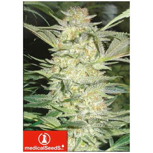 MEDICAL SEEDS - WHITE WIDOW 3 SEMI