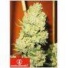 MEDICAL SEEDS - CHANNEL + 10 SEMI
