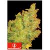 MEDICAL SEEDS - JACK LA MOTA 3 SEMI