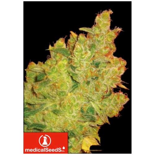 MEDICAL SEEDS - ELIXIR VITAE CBD - 5 SEMI