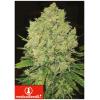MEDICAL SEEDS - PROZACK 3 SEMI