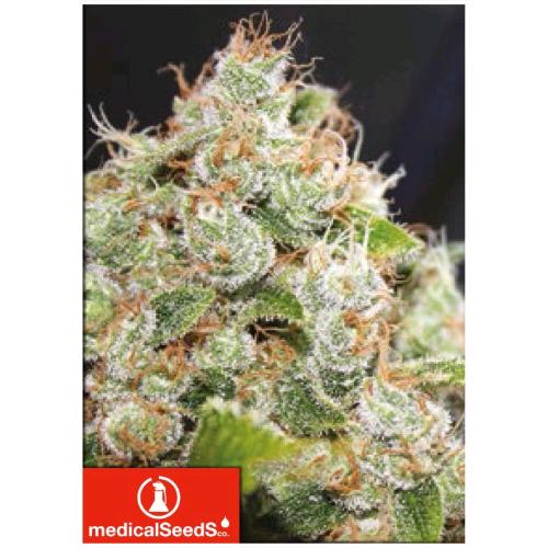 MEDICAL SEEDS - BNC SOUR DIESEL -  3 SEMI