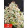 MEDICAL SEEDS - BNC SOUR DIESEL - 5 SEMI