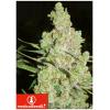 MEDICAL SEEDS - 1024 3 SEMI