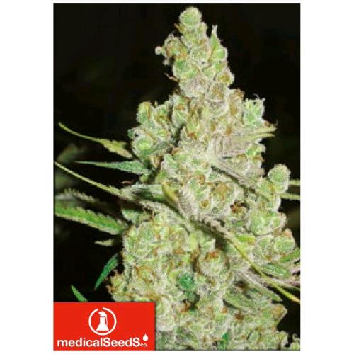 MEDICAL SEEDS - 1024 5 SEMI