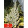 MEDICAL SEEDS - 2046 5 SEMI