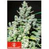 MEDICAL SEEDS - MALAKOFF 3 SEMI