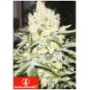 MEDICAL SEEDS - NO NAME 3 SEMI
