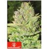 MEDICAL SEEDS - DEVIL FRUIT 5 SEMI