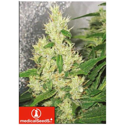 MEDICAL SEEDS - Y GRIEGA 50 SEMI