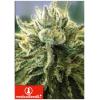 MEDICAL SEEDS - CANADIAN KUSH 2.0 - 5 SEMI