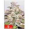 MEDICAL SEEDS - MENDOCINO PURPLE KUSH 3 SEEDS