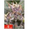 MEDICAL SEEDS - BANANA ZKITTLEZ - 10 SEMI
