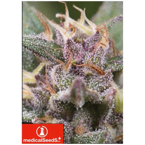 MEDICAL SEEDS - BANANA ZKITTLEZ - 5 SEMI