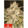 MEDICAL SEEDS - NO NAME AUTO - 3 SEMI